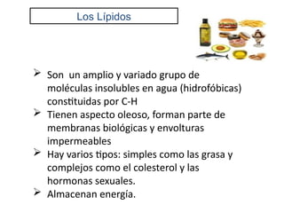 Los Lípidos
 Son un amplio y variado grupo de
moléculas insolubles en agua (hidrofóbicas)
constituidas por C-H
 Tienen aspecto oleoso, forman parte de
membranas biológicas y envolturas
impermeables
 Hay varios tipos: simples como las grasa y
complejos como el colesterol y las
hormonas sexuales.
 Almacenan energía.
 