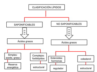 CLASIFICACIÓN LÍPIDOS
NO SAPONIFICABLES
SAPONIFICABLES
po
se
en
no
po
se
en
Ácidos grasos
Ácidos grasos
Simples:
aceite, grasa
Complejos:
fosfolípidos
Reserva
energética estructural
colesterol
Esteroides:
hormonas
regulador estructural
 