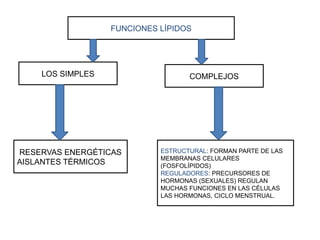 FUNCIONES LÍPIDOS
LOS SIMPLES COMPLEJOS
RESERVAS ENERGÉTICAS
AISLANTES TÉRMICOS
ESTRUCTURAL: FORMAN PARTE DE LAS
MEMBRANAS CELULARES
(FOSFOLÍPIDOS)
REGULADORES: PRECURSORES DE
HORMONAS (SEXUALES) REGULAN
MUCHAS FUNCIONES EN LAS CÉLULAS
LAS HORMONAS, CICLO MENSTRUAL.
 