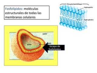 Fosfolípidos: moléculas
estructurales de todas las
membranas celulares
bicapa de
fosfolípidos
 