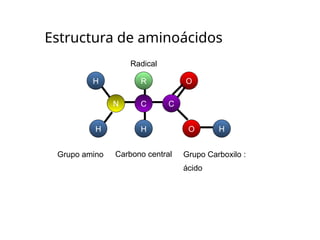 Estructura de aminoácidos
C C
N
H
H
H
H
R O
O
Radical
Carbono central Grupo Carboxilo :
ácido
Grupo amino
 