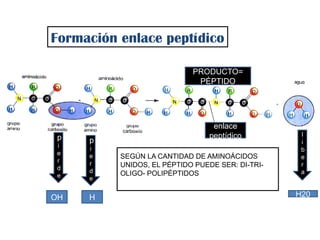 Formación enlace peptídico
p
i
e
r
d
e
p
i
e
r
d
e
OH H
l
i
b
e
r
a
H20
PRODUCTO=
PÉPTIDO
SEGÚN LA CANTIDAD DE AMINOÁCIDOS
UNIDOS, EL PÉPTIDO PUEDE SER: DI-TRI-
OLIGO- POLIPÉPTIDOS
LAS PROTEÍNAS SON POLIPÉPTIDOS
enlace
peptídico
 