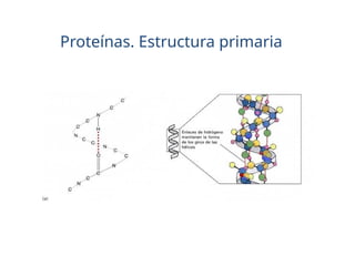 Proteínas. Estructura primaria
 