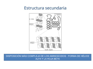 Estructura secundaria
DISPOSICIÓN MÁS COMPLEJA DE LOS AMINOÁCIDOS : FORMA DE HÉLICE
ALFA Y LA HOJA BETA
 