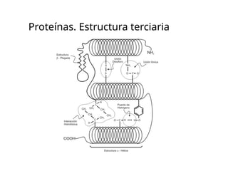 Proteínas. Estructura terciaria
 