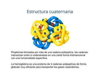 Estructura cuaternaria
Propteínas formadas por más de una cadena polipeptíca. las cadenas
interactúan entre sí ordenándose en una cierta forma tridimencional
con una funcionalidad específica.
La hemoglobina es una proteína de 4 cadenas polipeptícas de forma
globular muy eficiente para transportar los gases respiratorios.
 