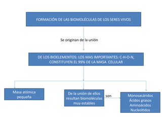 FORMACIÓN DE LAS BIOMOLÉCULAS DE LOS SERES VIVOS
DE LOS BIOELEMENTOS: LOS MAS IMPORTANTES: C-H-O-N,
CONSTITUYEN EL 99% DE LA MASA CELULAR
Masa atómica
pequeña
De la unión de ellos
resultan biomoléculas
muy estables
Monosacáridos
Ácidos grasos
Aminoácidos
Nucleótidos
Se originan de la unión
son
 