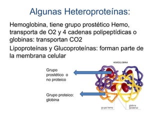 Algunas Heteroproteínas:
Hemoglobina, tiene grupo prostético Hemo,
transporta de O2 y 4 cadenas polipeptídicas o
globinas: transportan CO2
Lipoproteínas y Glucoproteínas: forman parte de
la membrana celular
Grupo
prostético o
no proteico
Grupo proteico:
globina
 