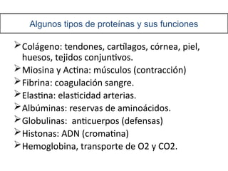 Algunos tipos de proteínas y sus funciones
Colágeno: tendones, cartílagos, córnea, piel,
huesos, tejidos conjuntivos.
Miosina y Actina: músculos (contracción)
Fibrina: coagulación sangre.
Elastina: elasticidad arterias.
Albúminas: reservas de aminoácidos.
Globulinas: anticuerpos (defensas)
Histonas: ADN (cromatina)
Hemoglobina, transporte de O2 y CO2.
 
