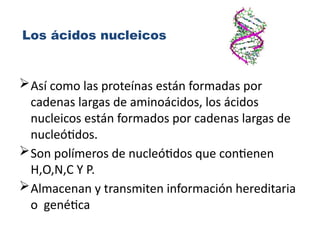 Los ácidos nucleicos
Así como las proteínas están formadas por
cadenas largas de aminoácidos, los ácidos
nucleicos están formados por cadenas largas de
nucleótidos.
Son polímeros de nucleótidos que contienen
H,O,N,C Y P.
Almacenan y transmiten información hereditaria
o genética
 