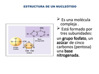ESTRUCTURA DE UN NUCLEÓTIDO
 Es una molécula
compleja .
 Está formado por
tres subunidades:
un grupo fosfato, un
azúcar de cinco
carbonos (pentosa)
una base
nitrogenada.
 