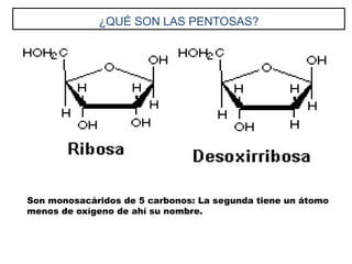 ¿QUÉ SON LAS PENTOSAS?
Son monosacáridos de 5 carbonos: La segunda tiene un átomo
menos de oxígeno de ahí su nombre.
 