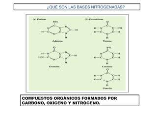 ¿QUÉ SON LAS BASES NITROGENADAS?
COMPUESTOS ORGÁNICOS FORMADOS POR
CARBONO, OXÍGENO Y NITRÓGENO.
 