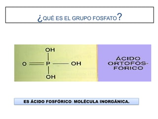 ¿QUÉ ES EL GRUPO FOSFATO?
ES ÁCIDO FOSFÓRICO: MOLÉCULA INORGÁNICA.
 