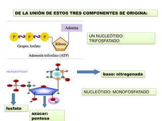 DE LA UNIÓN DE ESTOS TRES COMPONENTES SE ORIGINA:
fosfato
azúcar:
pentosa
base: nitrogenada
UN NUCLEÓTIDO:
TRIFOSFATADO
NUCLEÓTIDO: MONOFOSFATADO
 