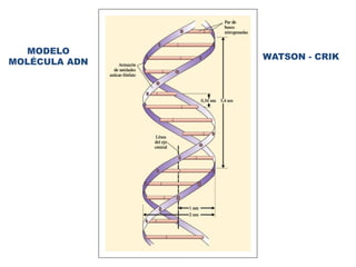 MODELO
MOLÉCULA ADN
WATSON - CRIK
 