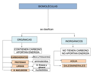 BIOMOLÉCULAS
ORGÁNICAS
INORGÁNICOS
CONTIENEN CARBONO
APORTAN ENERGÍA
NO TIENEN CARBONO
NO APORTAN ENERGÍA
CARBOHIDRATOS
PROTEINAS
LIPIDOS
Á. NUCLEICOS
SALESMINERALES
AGUA
se clasifican
Mono y Polisacáridos
aminoácidos
A. Grasos y
glicerol
nucleótidos
 