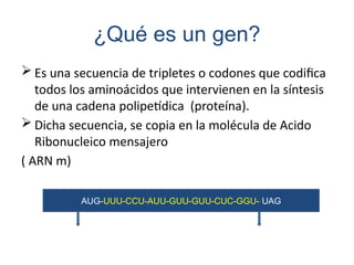 ¿Qué es un gen?
 Es una secuencia de tripletes o codones que codifica
todos los aminoácidos que intervienen en la síntesis
de una cadena polipetídica (proteína).
 Dicha secuencia, se copia en la molécula de Acido
Ribonucleico mensajero
( ARN m)
AUG-UUU-CCU-AUU-GUU-GUU-CUC-GGU- UAG
INICIO TÉRMINO
 