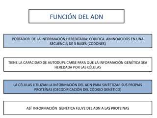 FUNCIÓN DEL ADN
PORTADOR DE LA INFORMACIÓN HEREDITARIA: CODIFICA AMINOÁCIDOS EN UNA
SECUENCIA DE 3 BASES (CODONES)
TIENE LA CAPACIDAD DE AUTODUPLICARSE PARA QUE LA INFORMACIÓN GENÉTICA SEA
HEREDADA POR LAS CÉLULAS
LA CÉLULAS UTILIZAN LA INFORMACIÓN DEL ADN PARA SINTETIZAR SUS PROPIAS
PROTEÍNAS (DECODIFICACIÓN DEL CÓDIGO GENÉTICO)
ASÍ INFORMACIÓN GENÉTICA FLUYE DEL ADN A LAS PROTEINAS
 