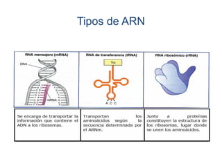 Tipos de ARN
 