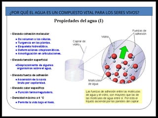 ¿POR QUÉ EL AGUA ES UN COMPUESTO VITAL PARA LOS SERES VIVOS?
 