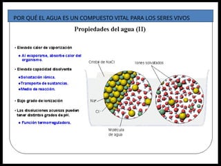 POR QUÉ EL AGUA ES UN COMPUESTO VITAL PARA LOS SERES VIVOS
 