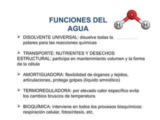  DISOLVENTE UNIVERSAL: disuelve todas las sustancias
polares para las reacciones químicas
 TRANSPORTE: NUTRIENTES Y DESECHOS
ESTRUCTURAL: participa en mantenimiento volumen y la forma
de la célula
 AMORTIGUADORA: flexibilidad de órganos y tejidos,
articulaciones, protege golpes (líquido amniótico)
 TERMOREGULADORA: por elevado calor específico evita
los cambios bruscos de temperatura.
 BIOQUÍMICA: interviene en todos los procesos bioquímicos:
respiración celular, fotosíntesis, etc.
FUNCIONES DEL
AGUA
 