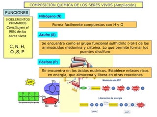 COMPOSICIÓN QUÍMICA DE LOS SERES VIVOS (Ampliación)

FUNCIONES
                     Nitrógeno (N)
BIOELEMENTOS
  PRIMARIOS
                             Forma fácilmente compuestos con H y O
Constituyen el
 98% de los
 seres vivos         Azufre (S)

                      Se encuentra como el grupo funcional sulfhidrilo (-SH) de los
  C, N, H,            aminoácidos metionina y cisteina. Lo que permite formar los
  O ,S, P                                 puentes disulfuro

                     Fósforo (P)

                      Se encuentra en los ácidos nucleicos. Establece enlaces ricos
                         en energía, que almacena y libera en otras reacciones
 