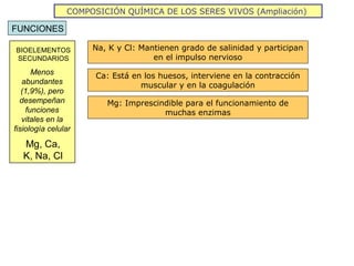 COMPOSICIÓN QUÍMICA DE LOS SERES VIVOS (Ampliación)

FUNCIONES

BIOELEMENTOS         Na, K y Cl: Mantienen grado de salinidad y participan
SECUNDARIOS                         en el impulso nervioso
      Menos           Ca: Está en los huesos, interviene en la contracción
   abundantes                    muscular y en la coagulación
   (1,9%), pero
  desempeñan            Mg: Imprescindible para el funcionamiento de
    funciones                        muchas enzimas
   vitales en la
fisiología celular

   Mg, Ca,
   K, Na, Cl
 
