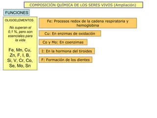 COMPOSICIÓN QUÍMICA DE LOS SERES VIVOS (Ampliación)

FUNCIONES
OLIGOELEMENTOS        Fe: Procesos redox de la cadena respiratoria y
                                      hemoglobina
  No superan el
 0,1 %, pero son
                     Cu: En enzimas de oxidación
 esenciales para
     la vida
                    Co y Mo: En coenzimas

 Fe, Mn, Cu,       I: En la hormona del tiroides
  Zn, F, I, B,
 Si, V, Cr, Co,    F: Formación de los dientes
  Se, Mo, Sn
 