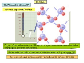 EL AGUA
PROPIEDADES DEL AGUA

 Elevada capacidad térmica




 El gran número de enlaces de hidrógeno de agua hace que se necesite mucha
 energía para elevar su temperatura

    Se necesita una caloría para elevar la temperatura de 1 gr de agua 1ºC

      Por lo que el agua almacena calor y amortigua los cambios térmicos
 