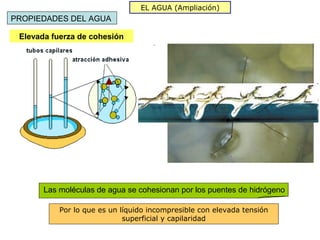 EL AGUA (Ampliación)
PROPIEDADES DEL AGUA

 Elevada fuerza de cohesión




       Las moléculas de agua se cohesionan por los puentes de hidrógeno

           Por lo que es un líquido incompresible con elevada tensión
                             superficial y capilaridad
 