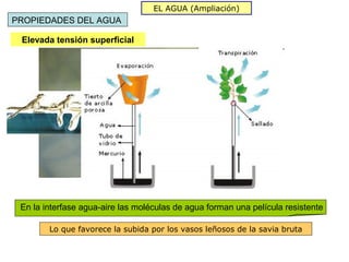 EL AGUA (Ampliación)
PROPIEDADES DEL AGUA

 Elevada tensión superficial




 En la interfase agua-aire las moléculas de agua forman una película resistente

        Lo que favorece la subida por los vasos leñosos de la savia bruta
 