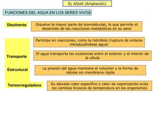 EL AGUA (Ampliación)

FUNCIONES DEL AGUA EN LOS SERES VIVOS


Disolvente    Disuelve la mayor parte de biomoléculas, lo que permite el
                 desarrollo de las reacciones metabólicas en su seno


              Participa en reacciones, como la hidrólisis (ruptura de enlaces
                                  introduciéndose agua)

              El agua transporta las sustancias entre el exterior y el interior de
Transporte                                la célula


Estructural         La presión del agua mantiene el volumen y la forma de
                                 células sin membrana rígida


 Termorreguladora       Su elevado calor específico y calor de vaporización evita
                        los cambios bruscos de temperatura en los organismos
 