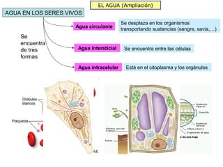 EL AGUA (Ampliación)
AGUA EN LOS SERES VIVOS
                                          Se desplaza en los organismos
                     Agua circulante      transportando sustancias (sangre, savia,…)
    Se
    encuentra
    de tres          Agua intersticial     Se encuentra entre las células
    formas
                      Agua intracelular     Está en el citoplasma y los orgánulos
 