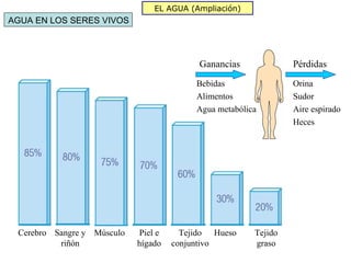 EL AGUA (Ampliación)
AGUA EN LOS SERES VIVOS



                                           Ganancias             Pérdidas
                                          Bebidas                Orina
                                          Alimentos              Sudor
                                          Agua metabólica        Aire espirado
                                                                 Heces




 Cerebro Sangre y Músculo   Piel e     Tejido Hueso     Tejido
          riñón             hígado   conjuntivo         graso
 