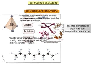 COMPUESTOS ORGÁNICOS



                  BIOMOLÉCULAS ORGÁNICAS
          • El carbono puede formar cuatro enlaces
            covalentes muy estables dirigidos hacia los
                  Glúcidos
            vértices de un tetraedro.

                Lípidos                                   Todas las biomoléculas
                                                              orgánicas son
                Proteínas                                 compuestos de carbono

• Puede formar enlaces sencillos, dobles y triples
                   Ácidos
  consigo mismo nucleicos a estructuras
                 dando lugar
  tridimensionales complejas.
 