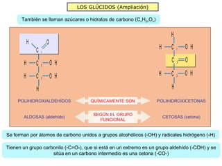 LOS GLÚCIDOS (Ampliación)

      También se llaman azúcares o hidratos de carbono (CnH2nOn)


                                                                          H
           H           O
               C                                                   H      C   1   O H
                   1


       H       C           O H                                            C   2   O
                   2


       H       C           O H                                     H      C   3   O H
                   3


               H                                                          H
     POLIHIDROXIALDEHÍDOS            QUÍMICAMENTE SON              POLIHIDROXICETONAS


                                      SEGÚN EL GRUPO
       ALDOSAS (aldehído)                                              CETOSAS (cetona)
                                        FUNCIONAL


Se forman por átomos de carbono unidos a grupos alcohólicos (-OH) y radicales hidrógeno (-H)

Tienen un grupo carbonilo (-C=O-), que si está en un extremo es un grupo aldehído (-COH) y se
                    sitúa en un carbono intermedio es una cetona (-CO-)
 