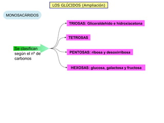 LOS GLÚCIDOS (Ampliación)

MONOSACÁRIDOS

                           TRIOSAS: Gliceraldehído e hidroxiacetona


                           TETROSAS


   Se clasifican
   según el nº de           PENTOSAS: ribosa y desoxirribosa
   carbonos

                            HEXOSAS: glucosa, galactosa y fructosa
 