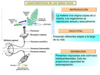 CARACTERÍSTICAS DE LOS SERES VIVOS

                                  REPRODUCCIÓN

                      La materia viva origina copias de sí
                      misma. Los organismos se
                      reproducen sexual y asexualmente.


                                 CICLO VITAL

                   Presentan diferentes etapas a lo largo
                   de su vida.



                                  SENSIBILIDAD
                     Presentan respuestas ante estímulos
                     medioambientales. Esto les
                     proporciona capacidad de
                     autorregulación.
 
