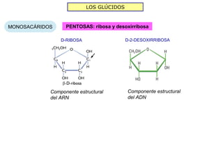 LOS GLÚCIDOS


MONOSACÁRIDOS     PENTOSAS: ribosa y desoxirribosa

                D-RIBOSA                  D-2-DESOXIRRIBOSA




            Componente estructural        Componente estructural
            del ARN                       del ADN
 