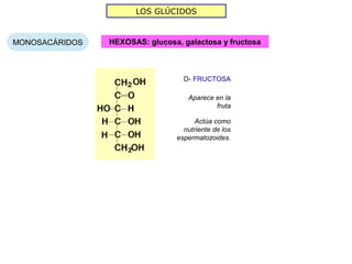 LOS GLÚCIDOS


MONOSACÁRIDOS   HEXOSAS: glucosa, galactosa y fructosa



                                  D- FRUCTOSA

                                   Aparece en la
                                           fruta

                                      Actúa como
                                  nutriente de los
                                espermatozoides.
 