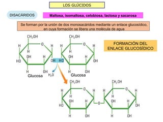 LOS GLÚCIDOS

DISACÁRIDOS          Maltosa, isomaltosa, celobiosa, lactosa y sacarosa

    Se forman por la unión de dos monosacáridos mediante un enlace glucosídico,
                 en cuya formación se libera una molécula de agua



                                                         FORMACIÓN DEL
                                                       ENLACE GLUCOSÍDICO




        Glucosa                  Glucosa
 