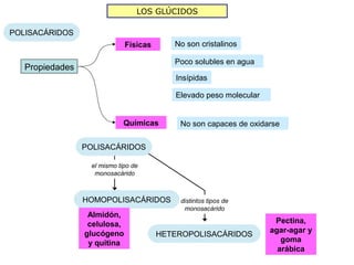 LOS GLÚCIDOS

POLISACÁRIDOS
                              Físicas      No son cristalinos

                                           Poco solubles en agua
   Propiedades
                                           Insípidas

                                           Elevado peso molecular


                             Químicas       No son capaces de oxidarse

                 POLISACÁRIDOS

                  el mismo tipo de
                   monosacárido



                 HOMOPOLISACÁRIDOS          distintos tipos de
                                             monosacárido
                  Almidón,
                  celulosa,                                          Pectina,
                 glucógeno                                          agar-agar y
                                        HETEROPOLISACÁRIDOS
                  y quitina                                            goma
                                                                      arábica
 