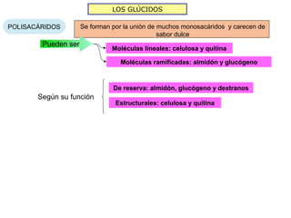 LOS GLÚCIDOS

POLISACÁRIDOS        Se forman por la unión de muchos monosacáridos y carecen de
                                               sabor dulce
        Pueden ser
                               Moléculas lineales: celulosa y quitina

                                 Moléculas ramificadas: almidón y glucógeno



                               De reserva: almidón, glucógeno y dextranos
       Según su función
                                Estructurales: celulosa y quitina
 