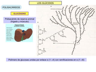 LOS GLÚCIDOS

POLISACÁRIDOS

         GLUCÓGENO

 Polisacárido de reserva animal
       (hígado y músculo)




    Polímero de glucosas unidas por enlace α (1→4) con ramificaciones en α (1→6)
 