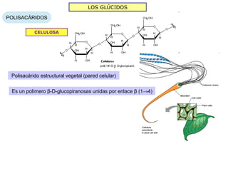 LOS GLÚCIDOS

POLISACÁRIDOS

           CELULOSA




 Polisacárido estructural vegetal (pared celular)


 Es un polímero β-D-glucopiranosas unidas por enlace β (1→4)
 