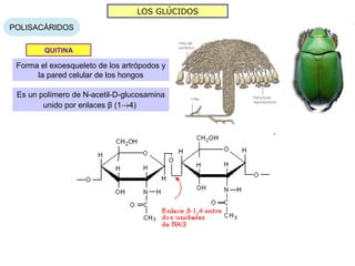LOS GLÚCIDOS

POLISACÁRIDOS

        QUITINA

 Forma el exoesqueleto de los artrópodos y
      la pared celular de los hongos

 Es un polímero de N-acetil-D-glucosamina
        unido por enlaces β (1→4)
 