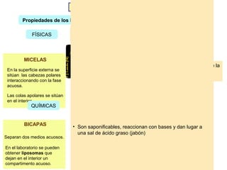 LOS LÍPIDOS (Ampliación)

        Propiedades de los lípidos

             FÍSICAS            • Son anfipáticos. Presentan una zona hidrófila (grupo
                                  carboxilo) y otra hidrófoba (cadena de carbonos)
                                • En agua forman láminas superficiales, monocapas,
                                  bicapas, micelas o liposomas
         MICELAS
                                • Su punto de fusión es mayor cuanto mayor sea la longitud de la
 En la superficie externa se      cadena de carbonos y menor cuanto más dobles enlaces
 sitúan las cabezas polares
                                  (insaturaciones) tenga
 interaccionando con la fase
 acuosa.
                                                  Ver punto de fusión
 Las colas apolares se sitúan
 en el interior.
             QUÍMICAS
                                                       Cabezas
                                                       polares

         BICAPAS                • Son saponificables, reaccionan con bases y dan lugar a
                                                       Bicapa
                                  una sal de ácido graso (jabón)
Separan dos medios acuosos.
                                                        Agua
En el laboratorio se pueden
obtener liposomas que
dejan en el interior un
compartimento acuoso.              Agua
 