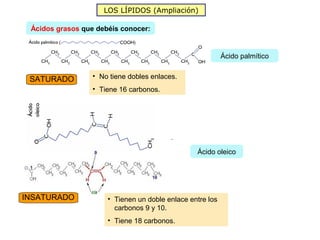 LOS LÍPIDOS (Ampliación)

 Ácidos grasos que debéis conocer:


                                                           Ácido palmítico


 SATURADO         • No tiene dobles enlaces.
                  • Tiene 16 carbonos.




                                                 Ácido oleico




INSATURADO            • Tienen un doble enlace entre los
                        carbonos 9 y 10.
                      • Tiene 18 carbonos.
 